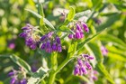 Comfrey Plant – Symphytum officinale
