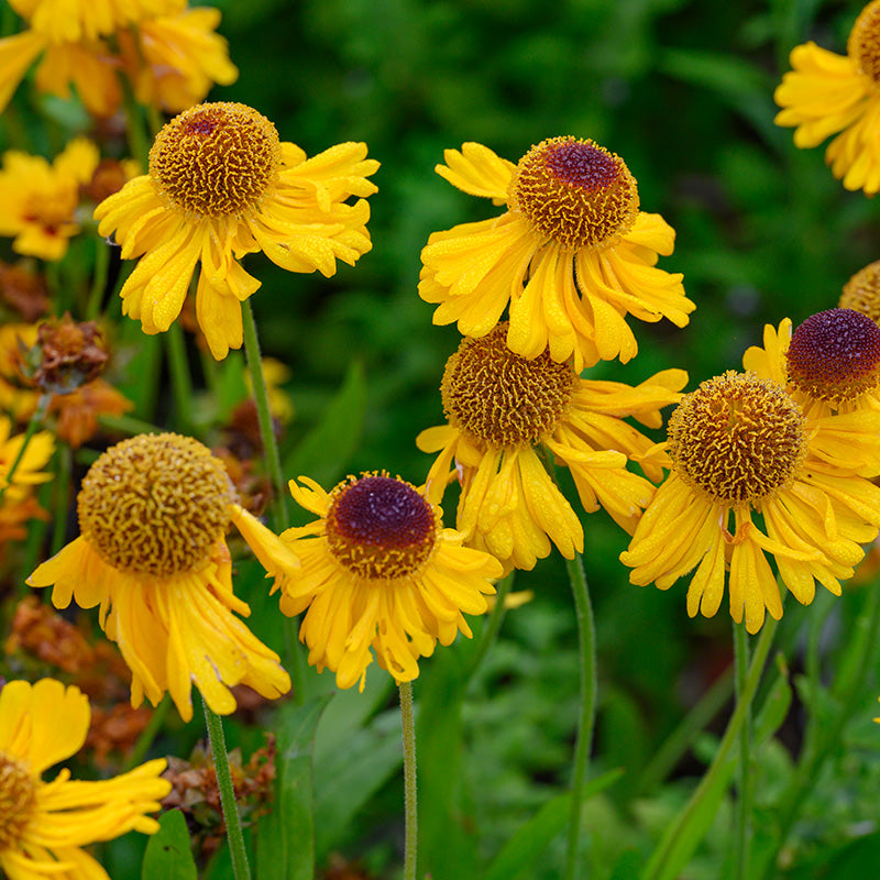 Helenium "The Bishop"
