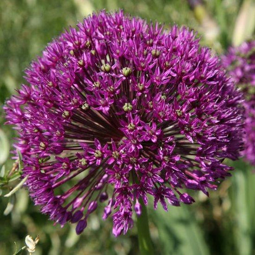 Allium "Purple Sensation"  10 x Bulbs