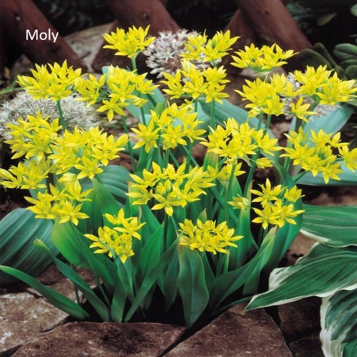 Allium Moly Bulbs x 10