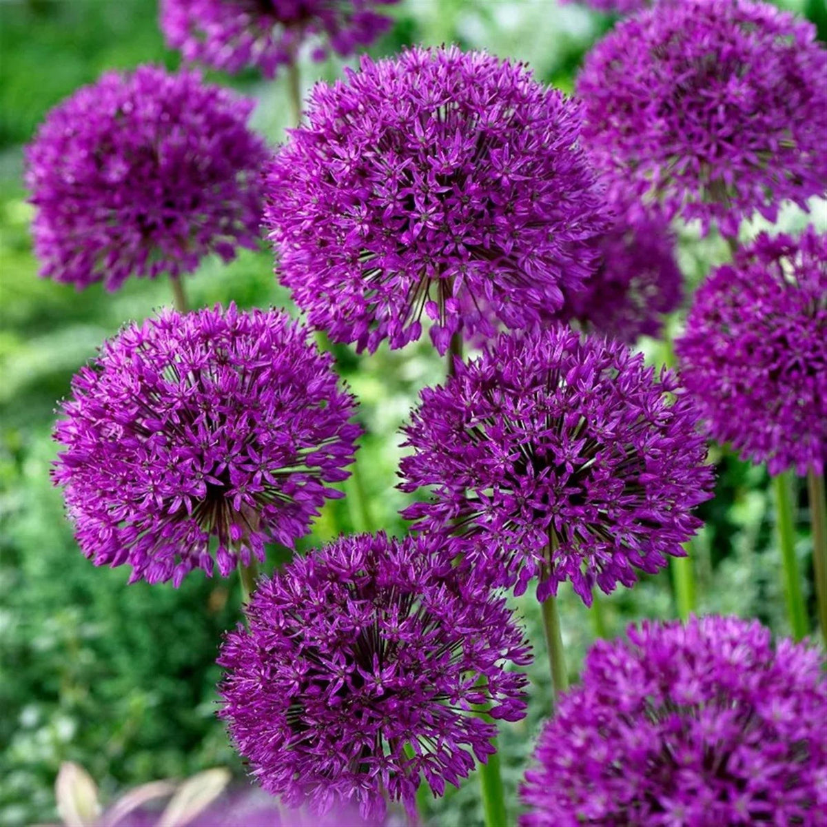 Allium "Purple Sensation"  10 x Bulbs