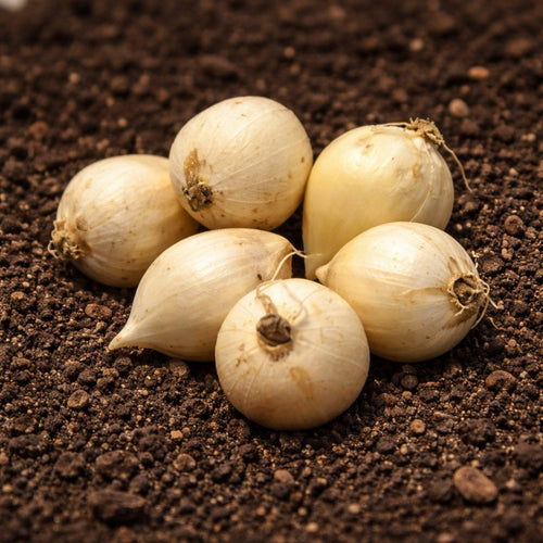 Allium Moly Bulbs x 10