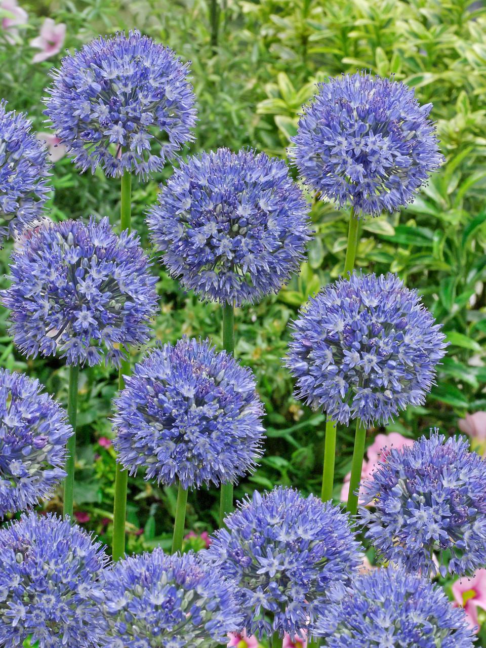 Allium "Azureum" Bulbs x 10