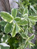 Variegated Apple Mint