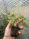 Aquilegia Caerulea "Mrs Scott" Garden Ready Perennial Young Plants x 3