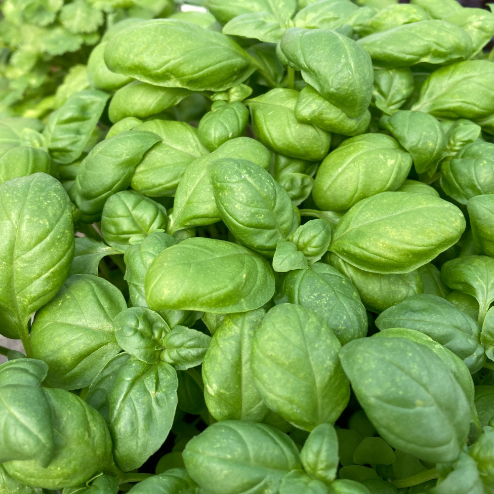Basil "Sweet Genovese"