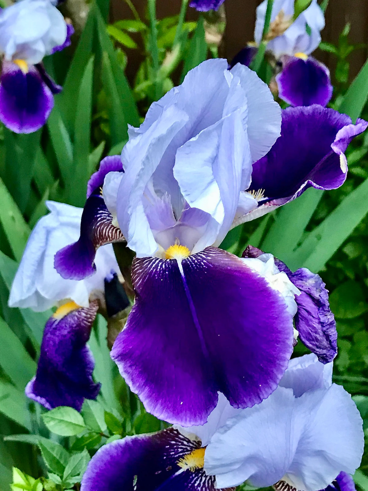 Bearded Iris (Iris x germanica) x 3