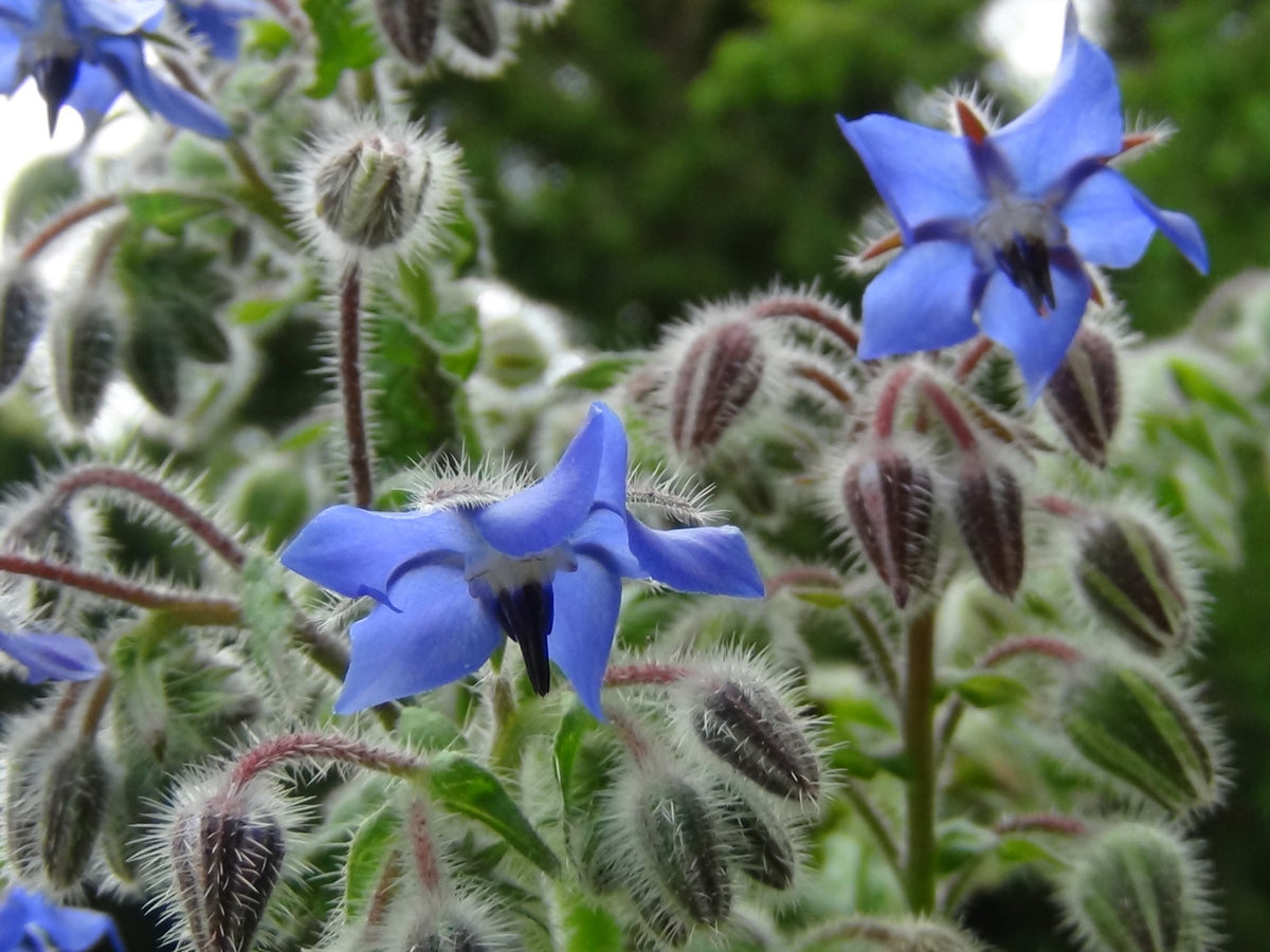 Borage "Borago Officinalis"