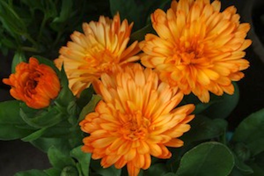 Pot Marigold "Calendula Officinalis" Cottage Garden Herb.