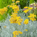 Curry Plant "Helichrysum italicum"