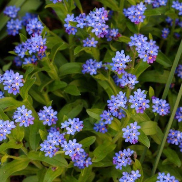 Myosotis compindi – Forget-Me-Not Plug Plants