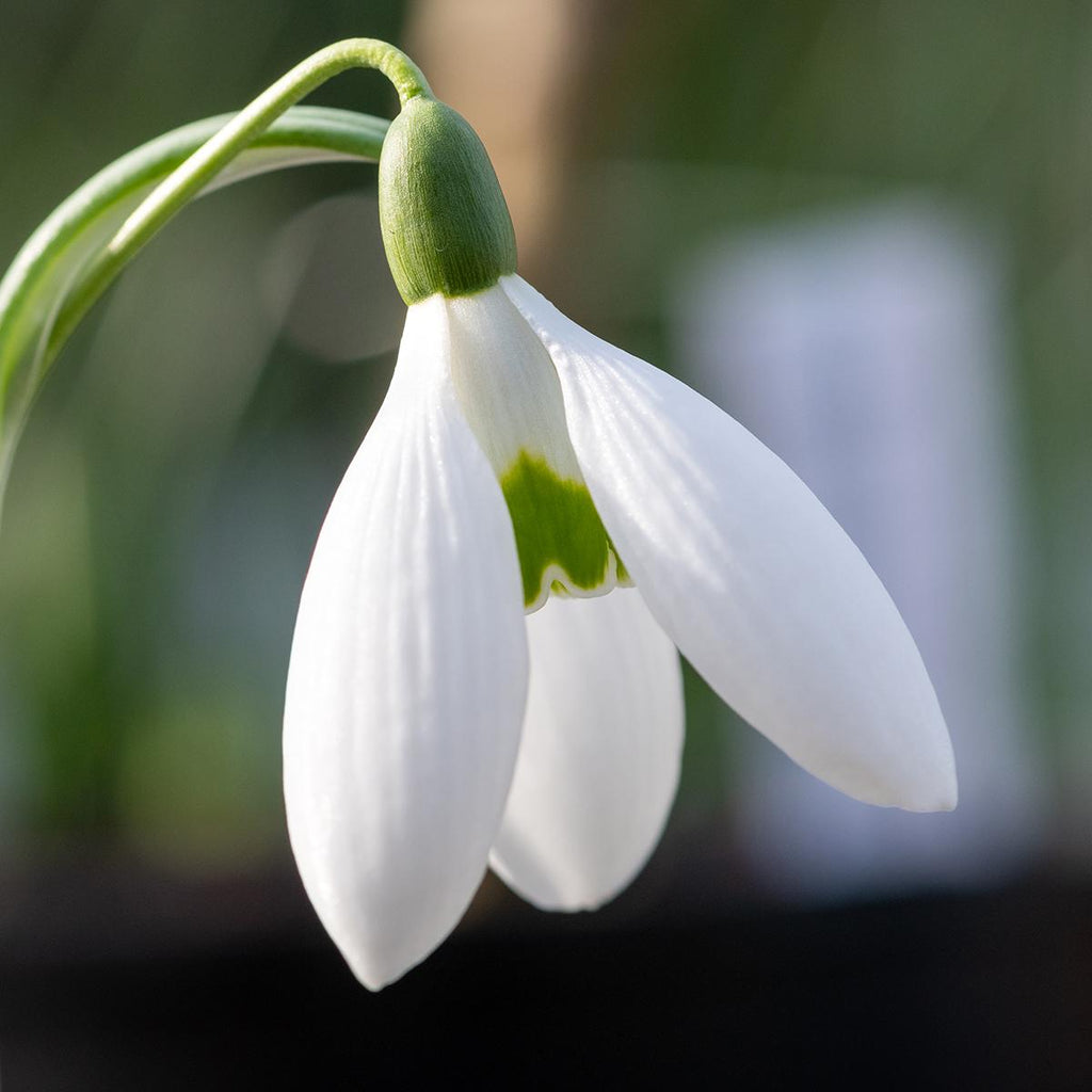 Galanthus Elwessii – Giant Greater Snowdrop 10 x Bulbs