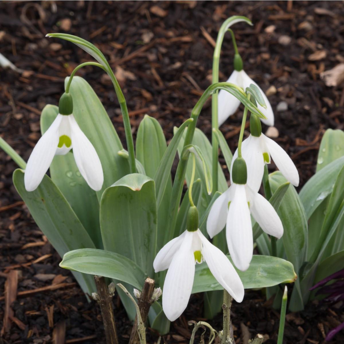 Galanthus Elwessii – Giant Greater Snowdrop 10 x Bulbs