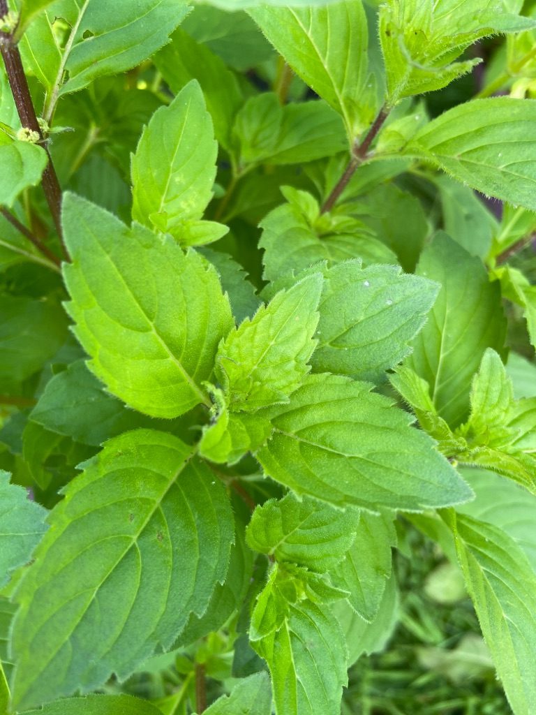 Ginger Mint