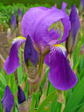 Bearded Iris (Iris x germanica) x 3