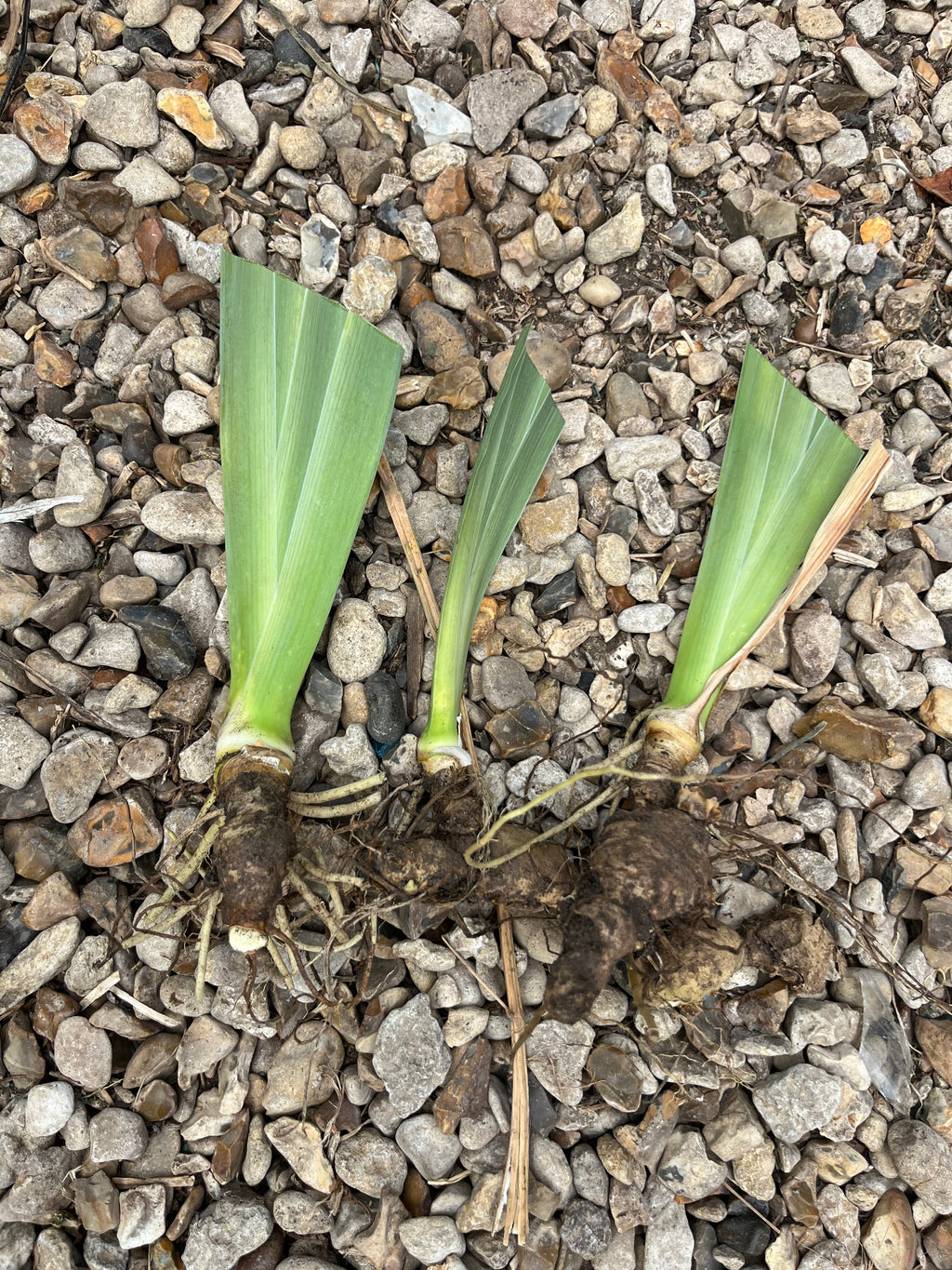 Bearded Iris (Iris x germanica) x 3