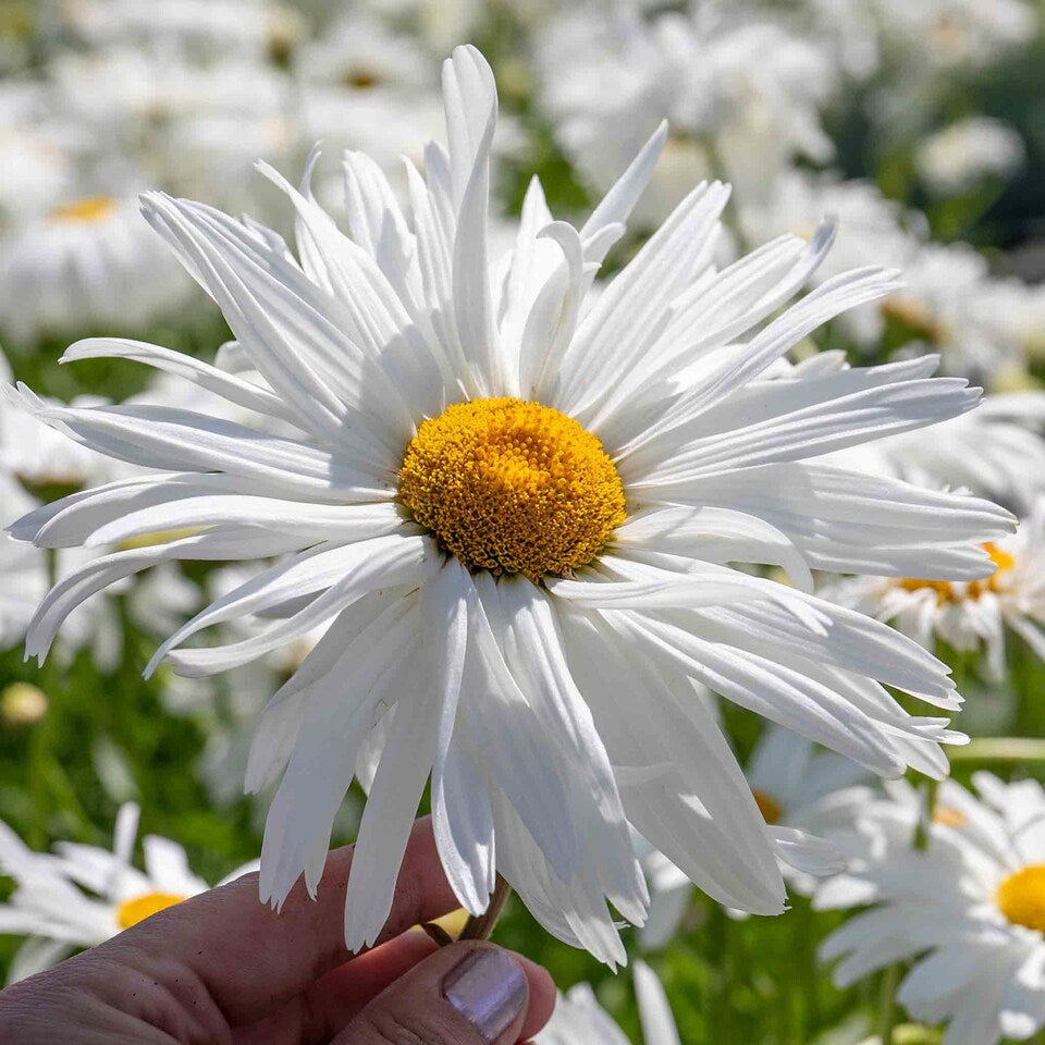 Leucanthemum "Crazy Daisy"