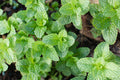Common Garden Mint