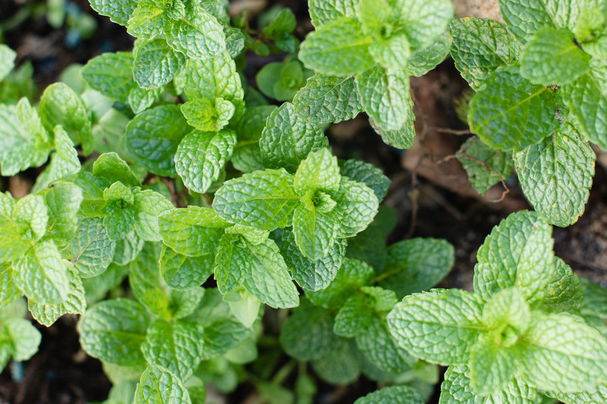 Common Garden Mint