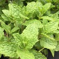 Moroccan Mint