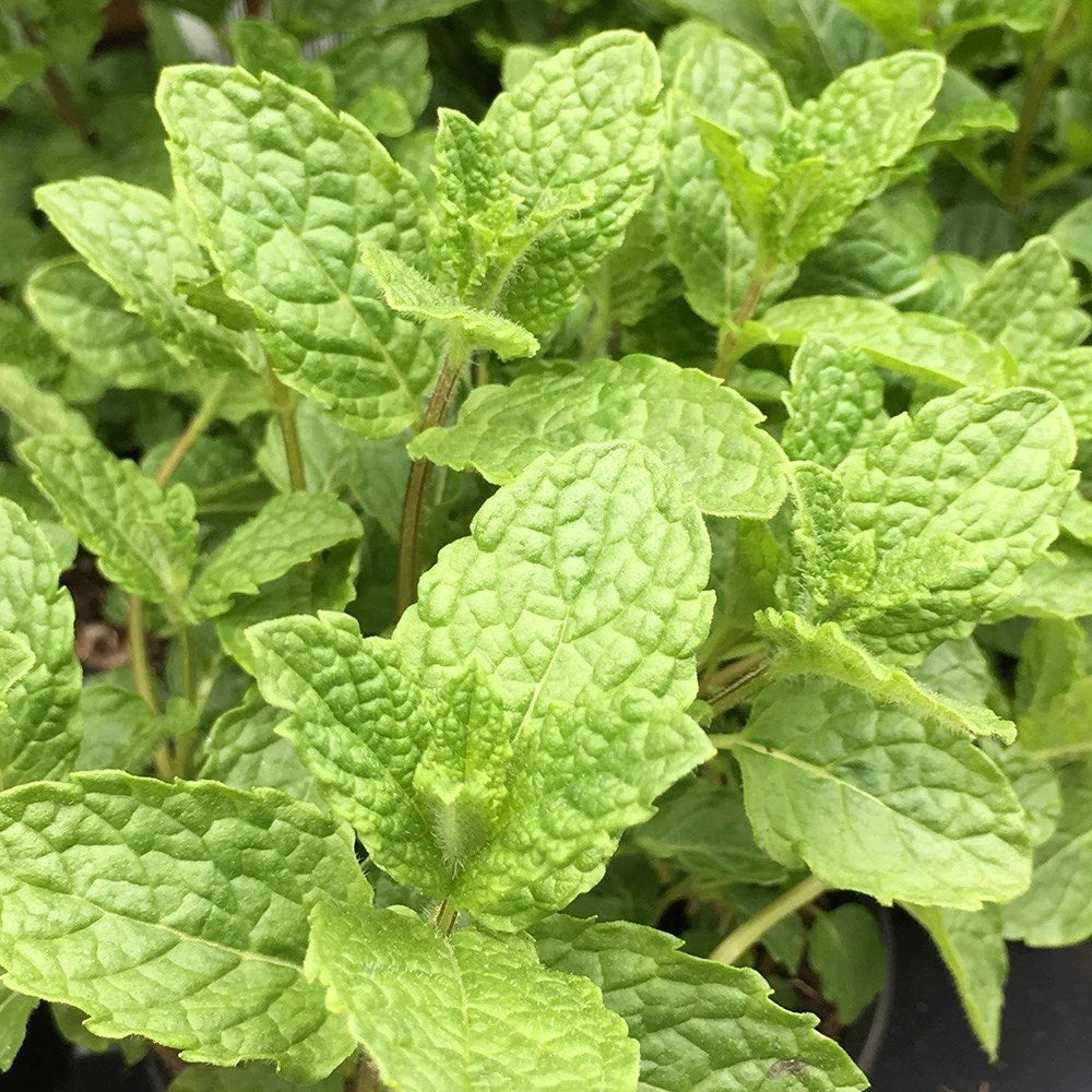 Moroccan Mint