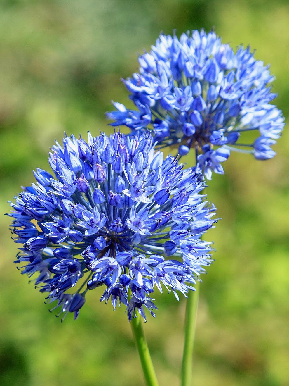 Allium "Azureum" Bulbs x 10