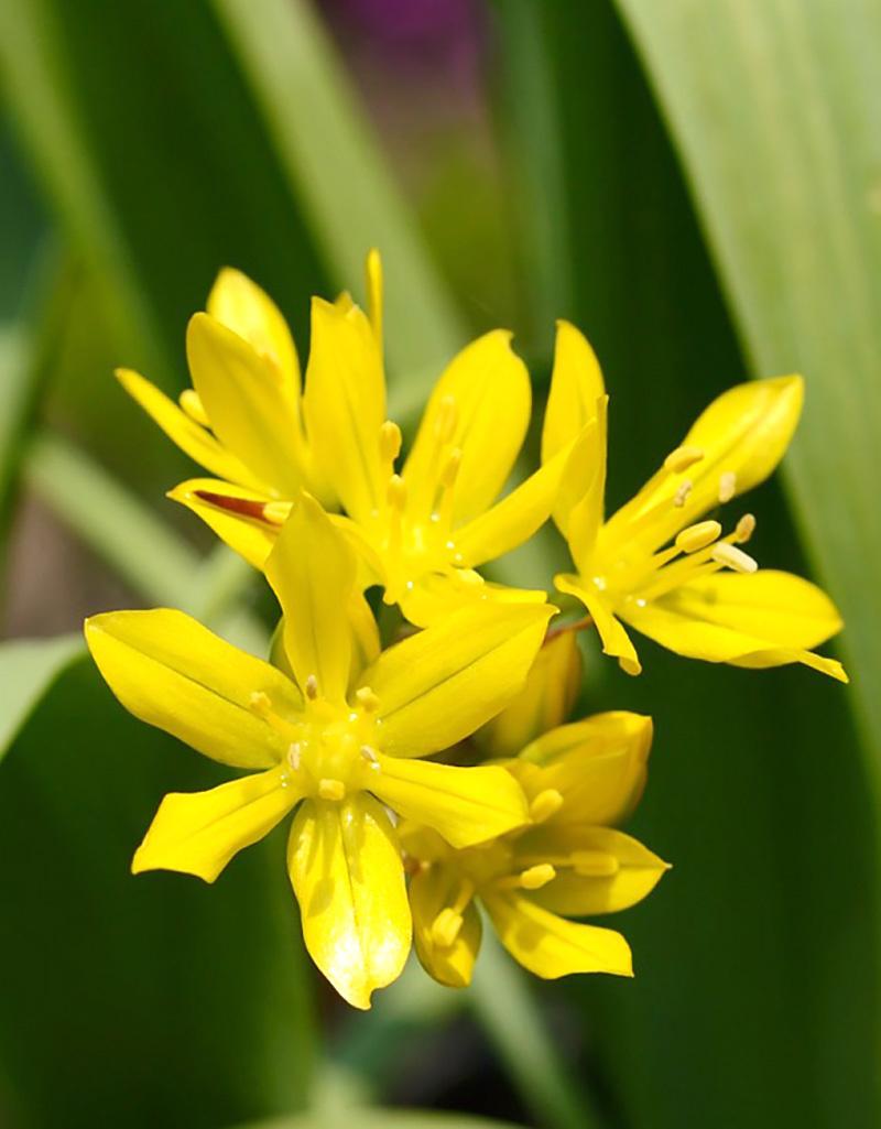Allium Moly Bulbs x 10
