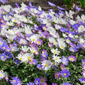 Anemone "Bland Mix" Ornamental Flowering Bulbs x 20