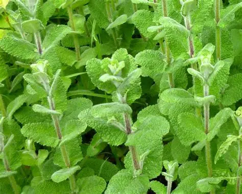 Apple Mint