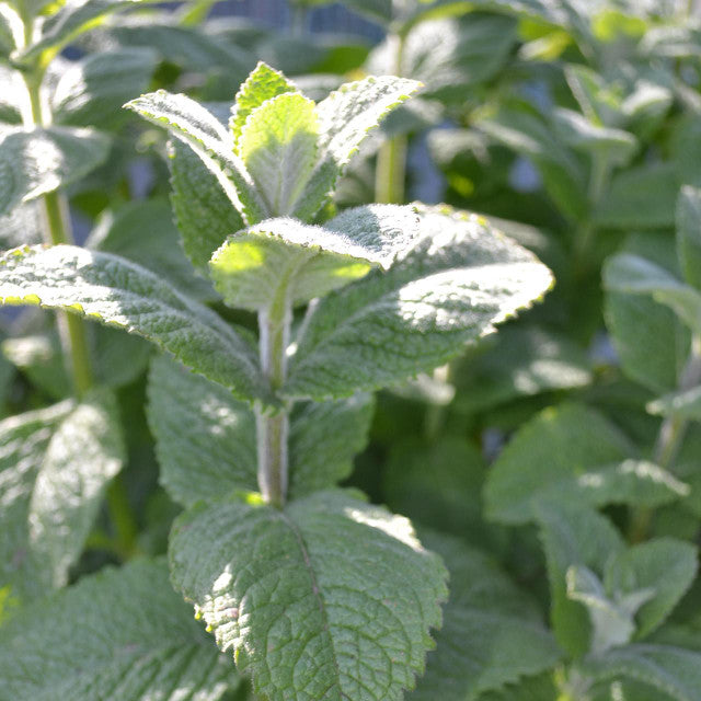 Apple Mint