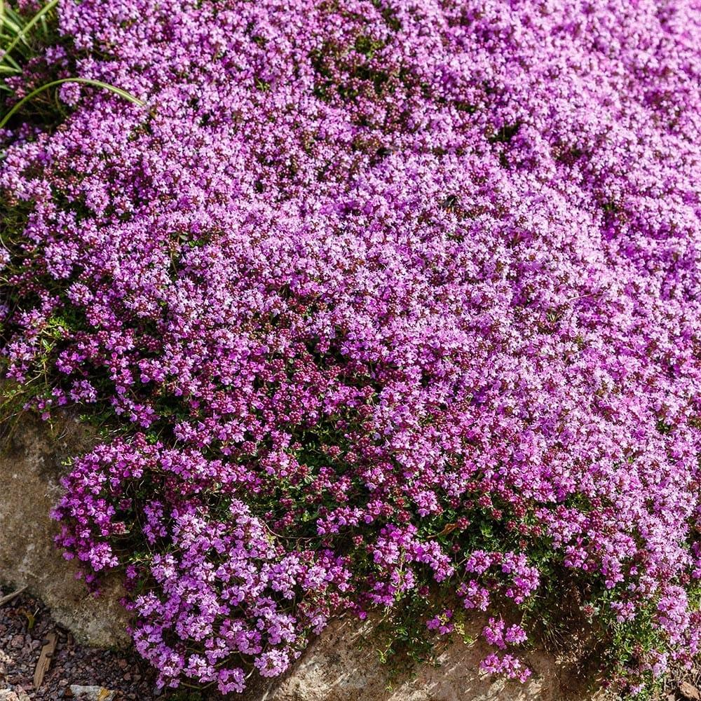Wild Creeping Thyme "Thymus serpyllum"  3 x Young Plants