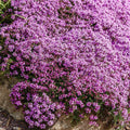 Wild Creeping Thyme "Thymus serpyllum" Ground Cover 3 x Young Plants