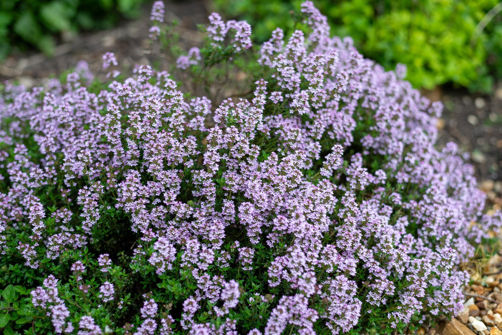 Wild Creeping Thyme "Thymus serpyllum" Ground Cover 3 x Young Plants