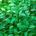 Eau de Cologne Mint