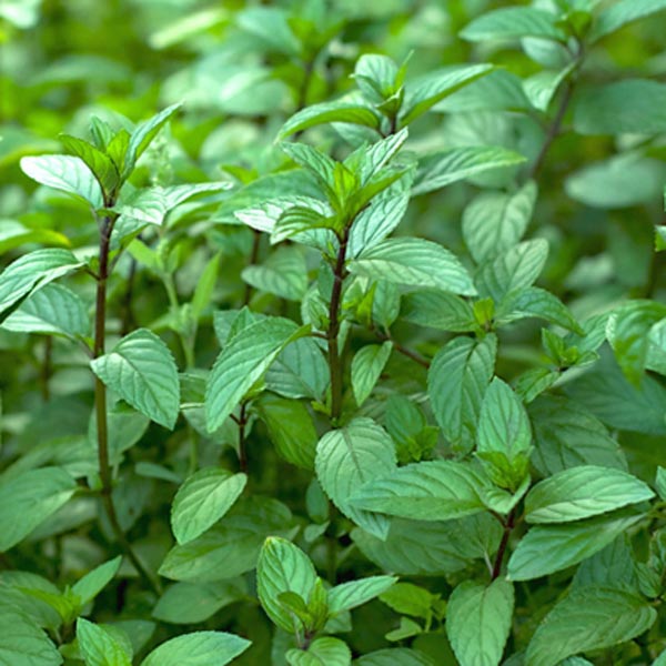 Eau de Cologne Mint