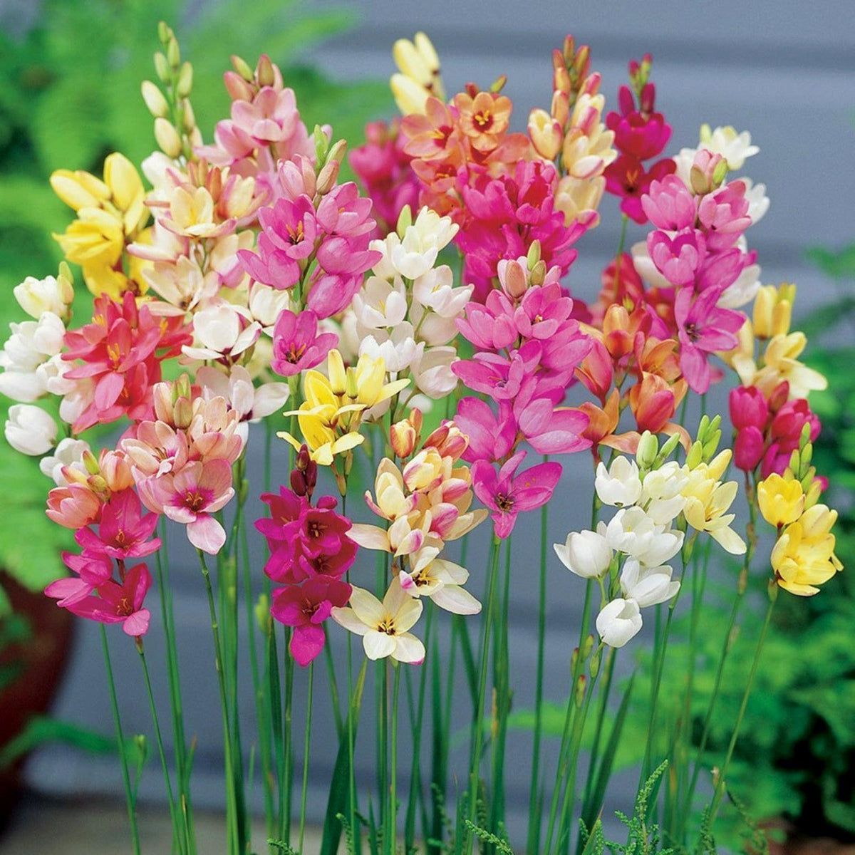 Ixia Mixed Flowering Bulbs x 10