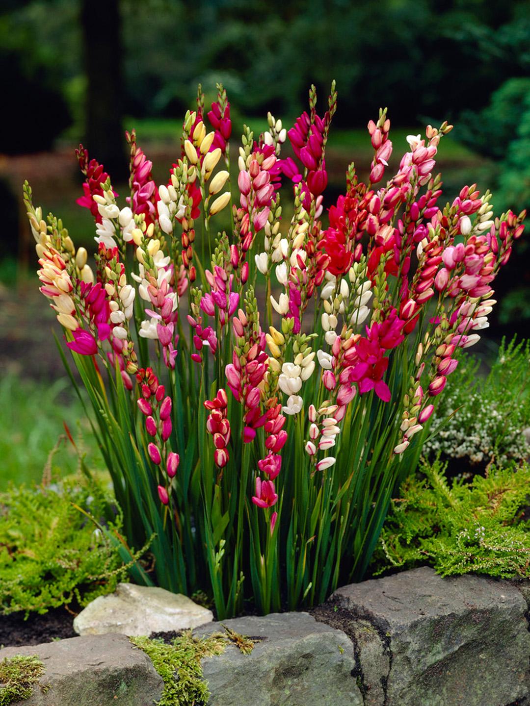 Ixia Mixed Flowering Bulbs x 10
