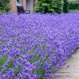 Lavender Munstead Plug Plants Pack of 5