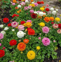 RANUNCULUS MIXED BULBS – COLOURFUL SUMMER FLOWERS x 20