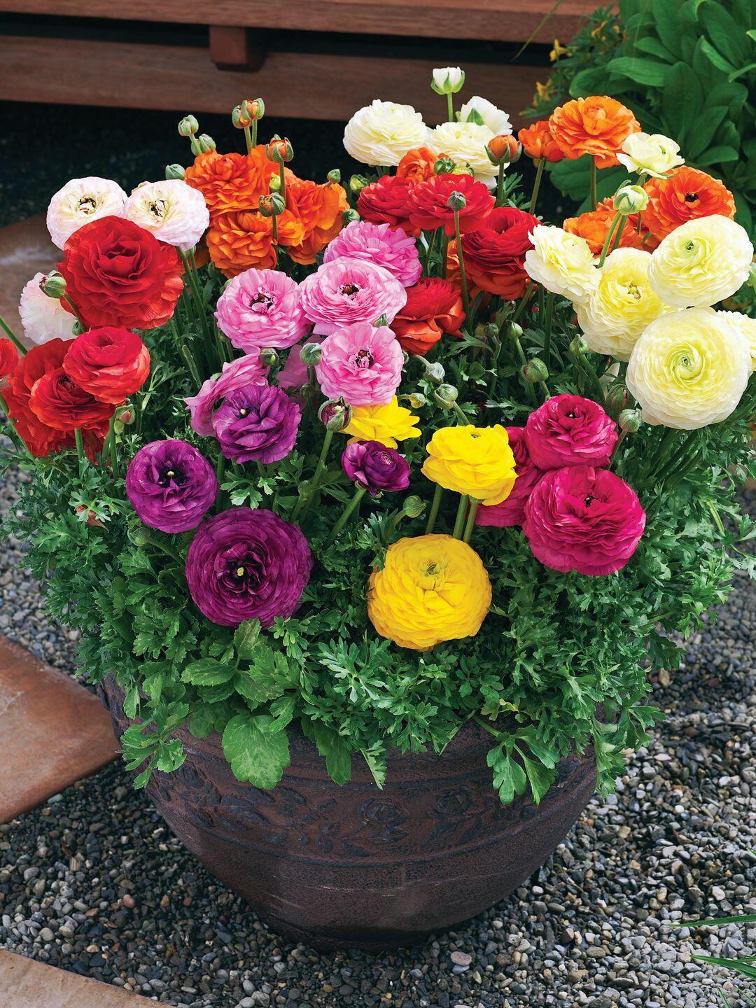RANUNCULUS MIXED BULBS – COLOURFUL SUMMER FLOWERS x 20