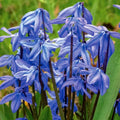 Scilla "Siberica" Flowering Bulbs x 20