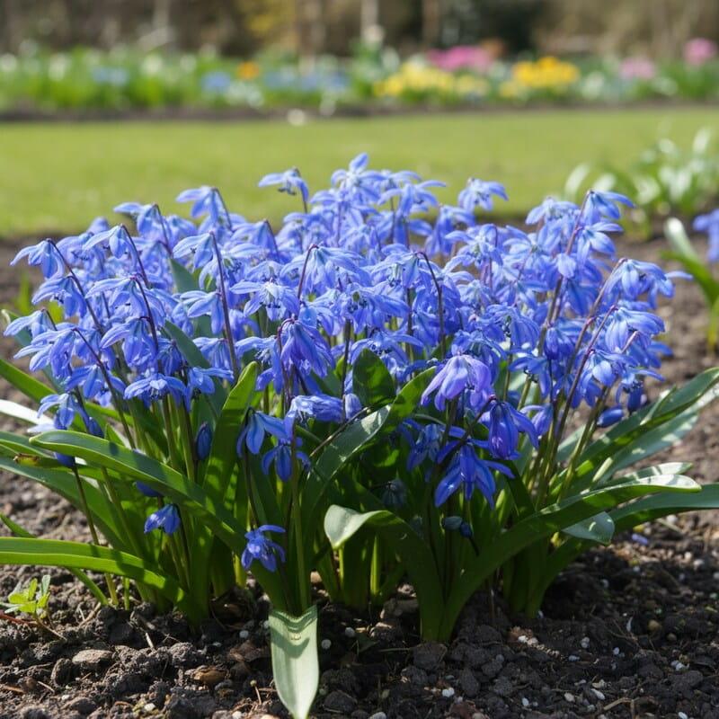 Scilla "Siberica" Flowering Bulbs x 20