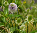 Teasle "Dipsacus Fullonum" Wildflower