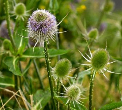 Teasle "Dipsacus Fullonum" Wildflower