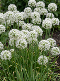 Allium "White Cloud"