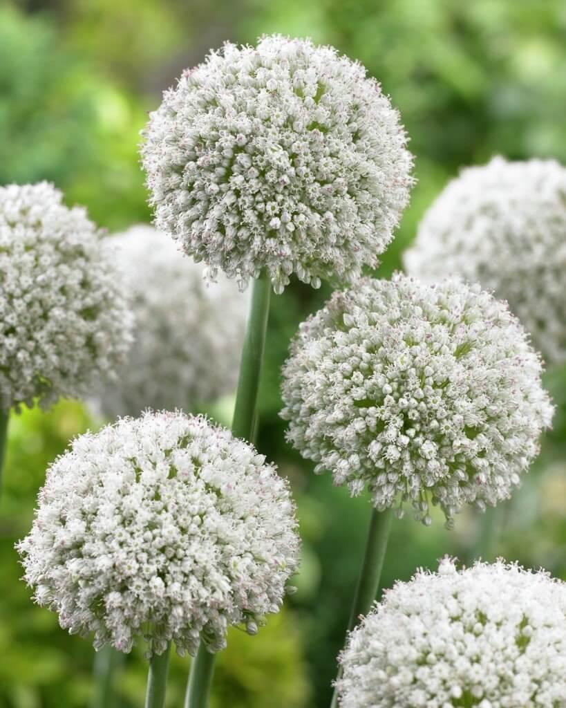 Allium "White Cloud"