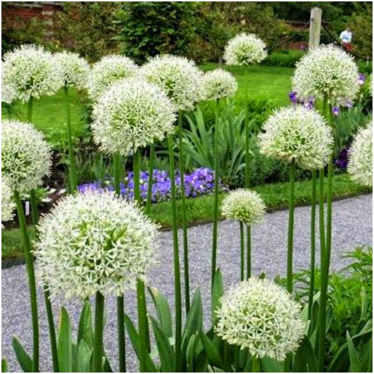 Allium "White Cloud"